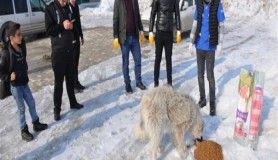 Yüksekova'da sokak hayvanları için yemleme çalışması