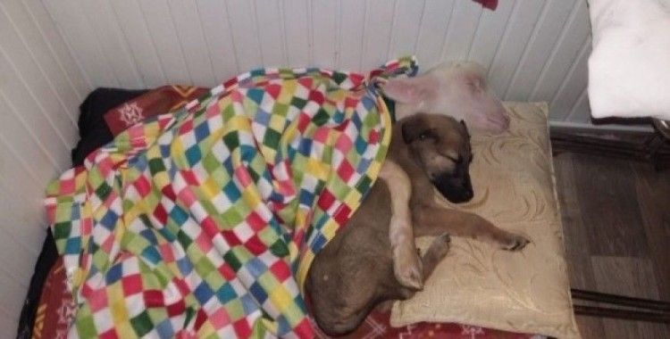 Köpek ile kuzu kucak kucağa uyuyor