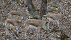 Otelin yanındaki araziyi 'doğal yaşam parkı' yaptı