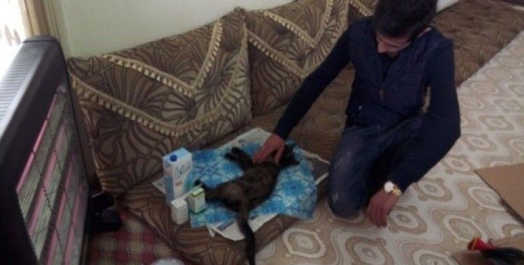 Çatıda sıkışan kediyi kurtararak evinde misafir etti