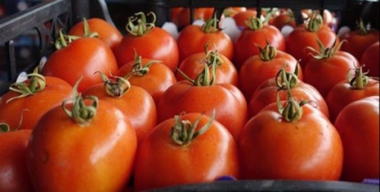 Türk domatesleri Ukrayna'ya alınmadı