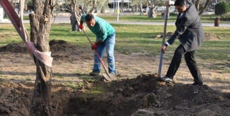 Aliağa Belediyesinin hedefi 5 bin zeytin ağacı