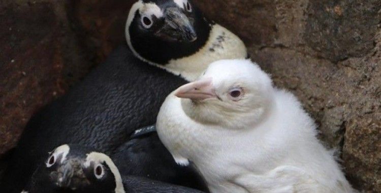 Polonya'da dünyaya gelen albino penguen ilk kez ziyaretçilerle buluştu
