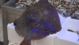 Kalkan balığının fiyatı dudak uçuklatıyor