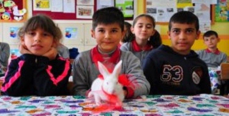 Okulun 406'ıncı öğrencisi 'Pamuk' oldu