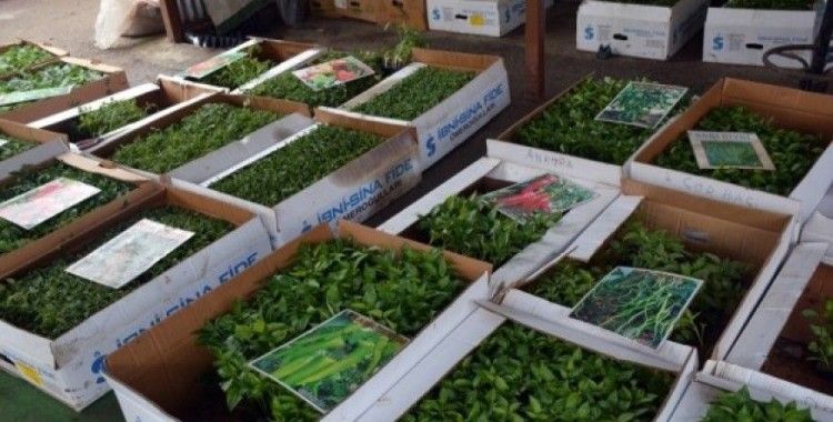 Organik fideler Sinop pazarında