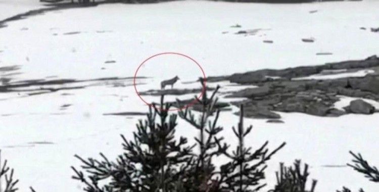 Sarıkamış Kayak Merkezi’nde kurt görüntülendi