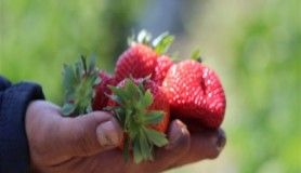 Hatay çileğinde hasat başladı