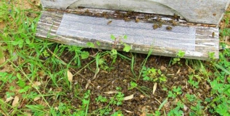 Aydın’da arıcılar şok yaşadı, binlerce arı çırpına çırpına telef oldu