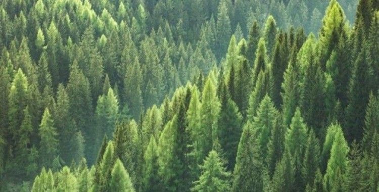 Dünya 2018 yılında 12 milyon hektar orman daha kaybetti