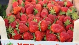 Yayladağı'ndan Rusya'ya çilek ihracatı