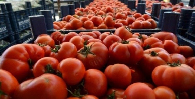 Adana'da domates ve salatalığın kilosu 1 liraya düştü