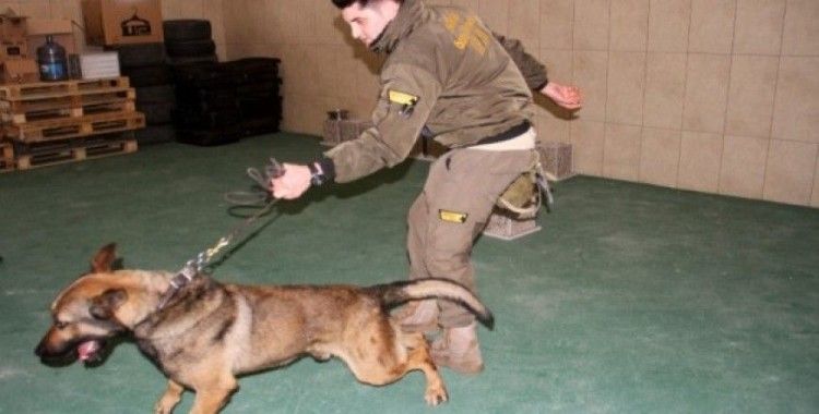 İstanbul Havalimanı'nda apron güvenliği özel köpeklere emanet