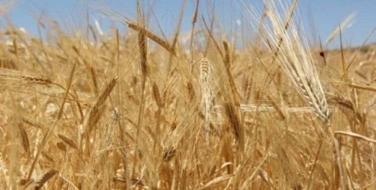Hasat sezonunun ilk buğdayı GTB’de işlem gördü