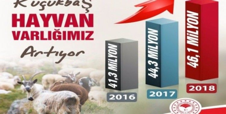 Türkiye’de küçükbaş hayvan sayısı artıyor