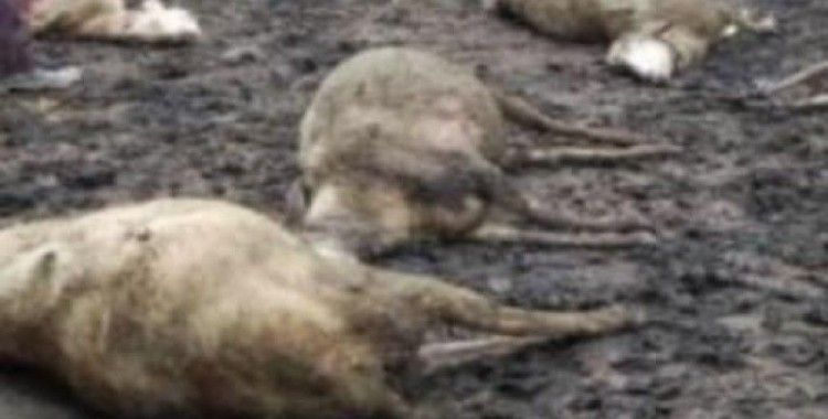 Tuzluca'da aç kalan kurtlar sürüye saldırdı