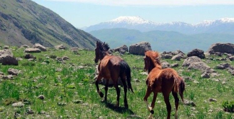 Munzur dağlarının mevsimlik atları ilgi görüyor