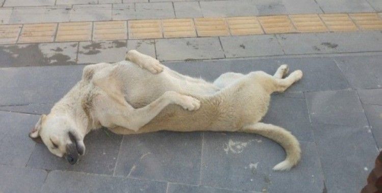 Sokak köpeği uyuma şekli ile dikkat çekiyor