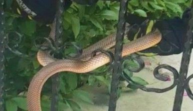 1 buçuk metrelik yılan böyle kurtarıldı