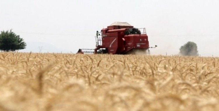 Kozan'da buğday sezonu açıldı