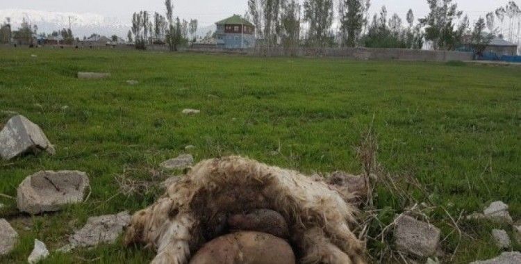 Yüksekova’da başıboş köpekler 18 keçiyi telef etti