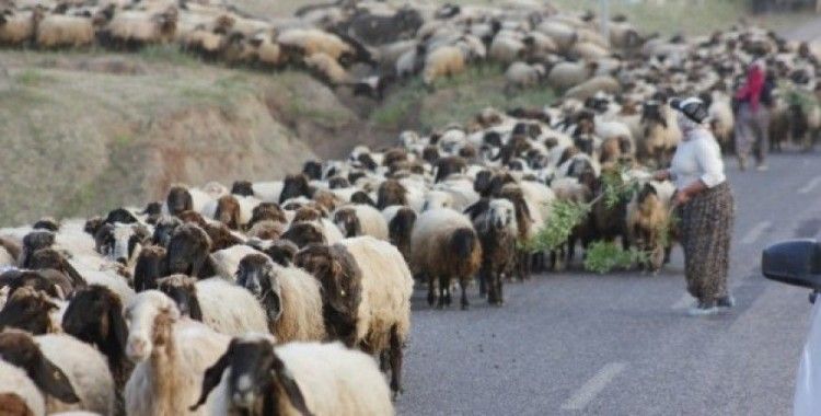 Koyun sürüsü karayolunu trafiğe kapattı, sürücüler şaştı