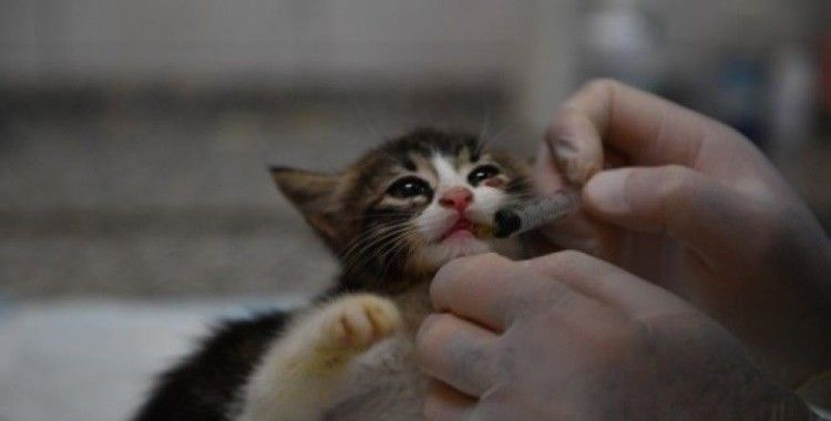 Bursa'da kedilere özel hastane