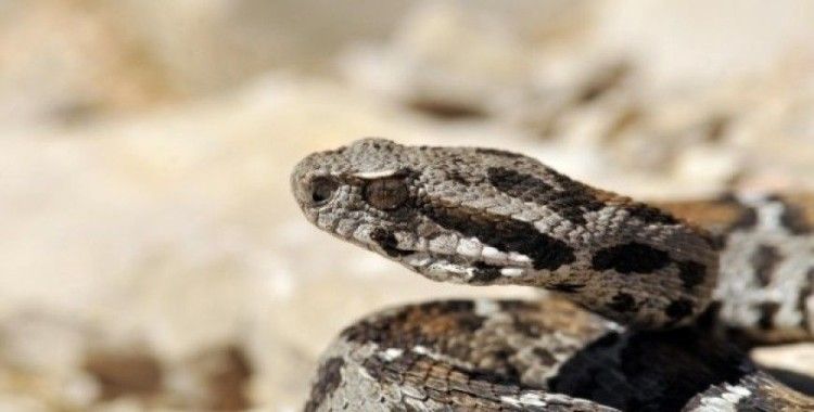 Nesli tehlikede olan yılan Nemrut Dağı'nda görüldü