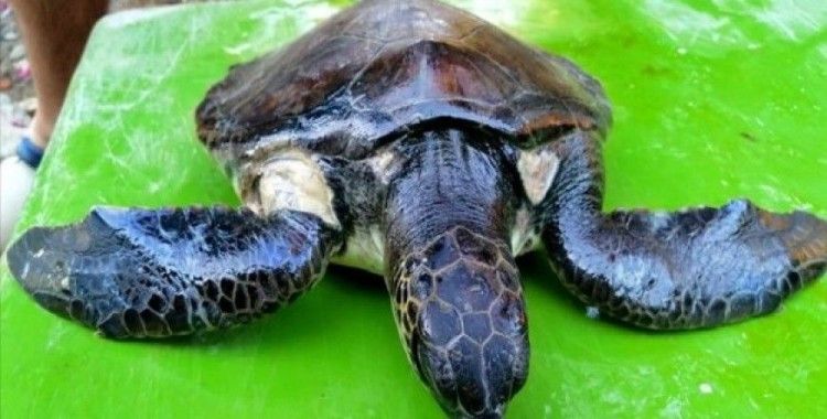 Balıkçı ağının yaraladığı kaplumbağa 'Çınar' iyileşecek