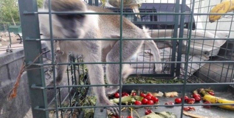 Konya'da bir süredir mahallede dolaşan sahipsiz maymun yakalandı