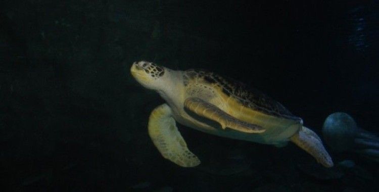 Dünya Deniz Kaplumbağaları Günü'nde anlamlı çağrı