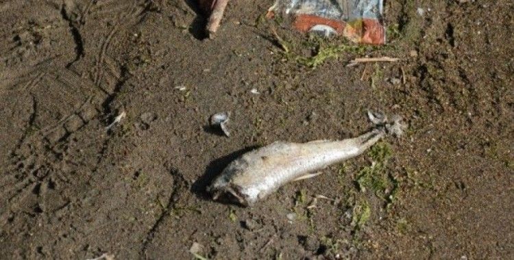 Ordu’nun derelerinde toplu balık ölümleri