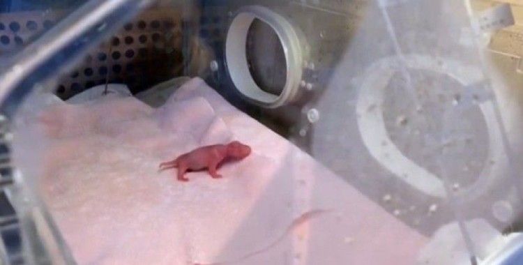 Dünyanın en küçük pandası dünyaya geldi