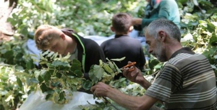 (Özel) Türkiye’nin en büyük ıhlamur ormanlarında hasat başladı