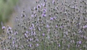 Edirne'de 'mor' hasat başladı