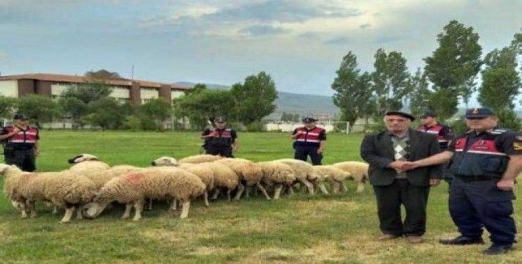 21 koyunu çalarak 11 bin TL'ye sattılar