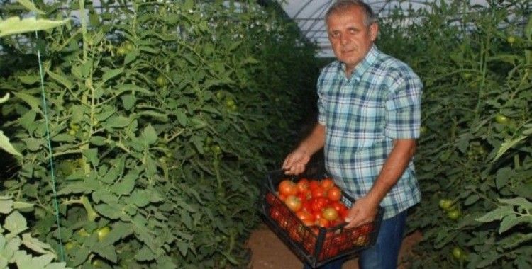 Tokat domatesi tarlada sezonu 1.70 liradan açtı