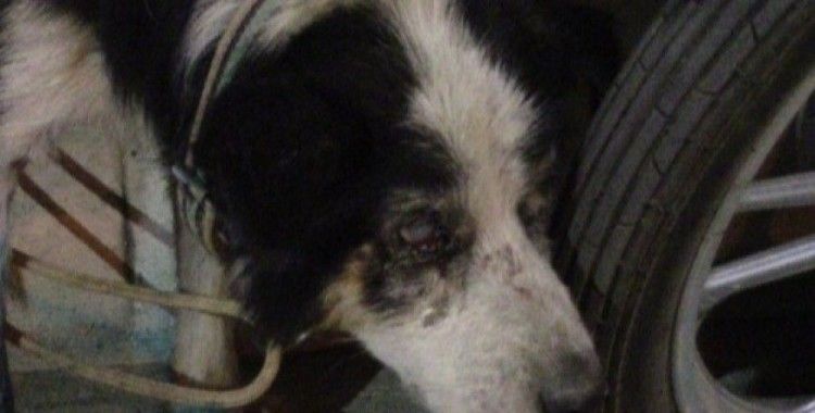 Yaralı kedi ve gözleri görmeyen köpek tedavi için İstanbul'a gönderildi