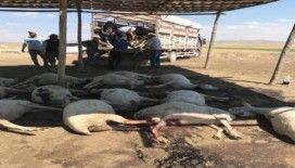 Polatlı’da 100 hayvan telef oldu
