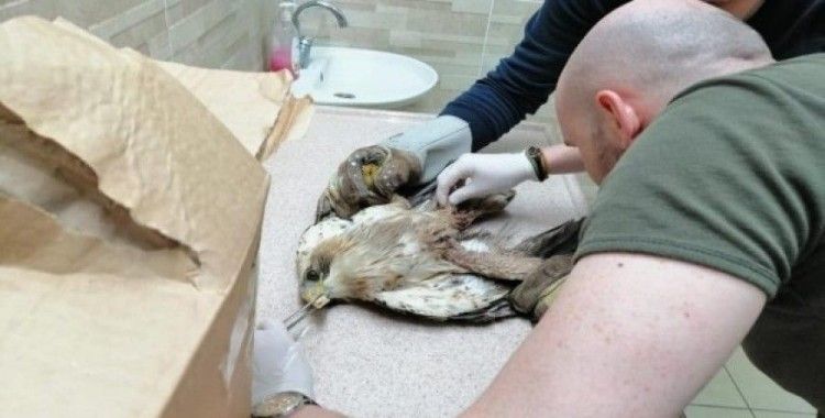 Vücuduna saçma isabet eden yaralı kuş tedavi altına alındı