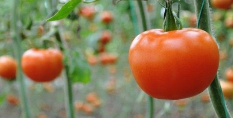 Doğu Marmara’da en çok domates üretildi