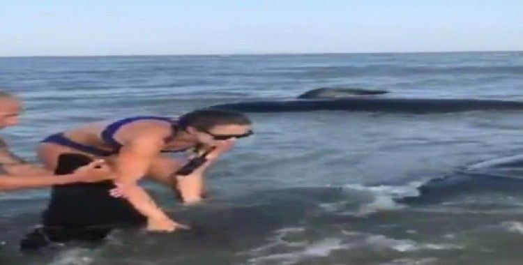 Kıyıya vuran balinaları kurtarma operasyonu
