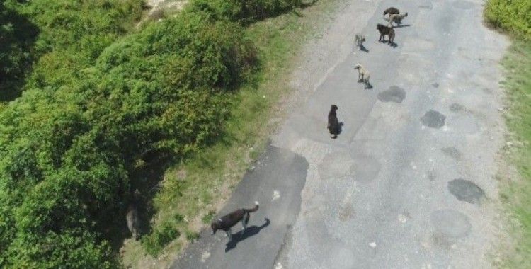(Özel) İstanbul’da binlerce başıboş köpeğin adeta istila ettiği köy havadan görüntülendi