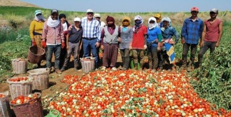Salçalık domateste üretim arttı