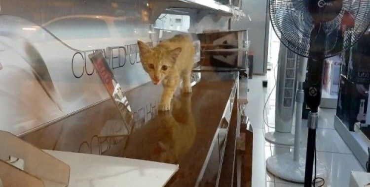 Yaramaz minik kedi iş yerinde mahsur kaldı
