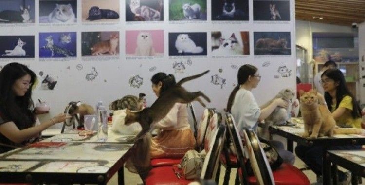 Çin’de evcil hayvan kafeleri gençlerin uğrak yeri oldu