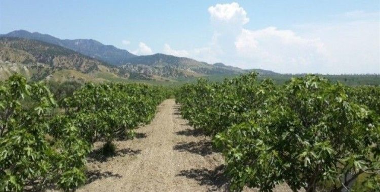 Köşk Ziraat Odası Başkanı Tuna’dan incir üreticisine uyarı