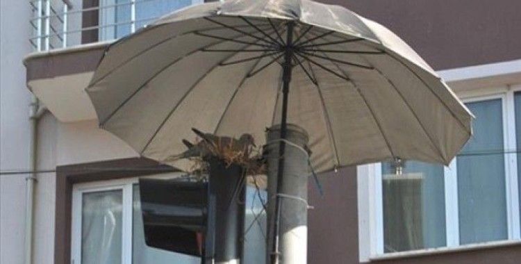 Trafik ışıklarına yuva yapan kumruya şemsiyeli koruma

