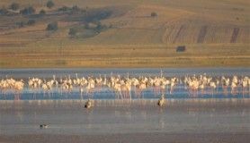 Su seviyesinin azaldığı Seyfe Gölünde kuş hareketliliği