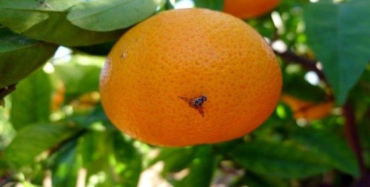 Akdeniz meyve sineği uyarısı